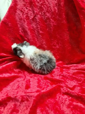 Meerschweinche Babys