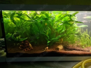 Aquariumpflanzen Vallisnerien Hammerschlag grüner Wasserkelch riesen Vallisnerien