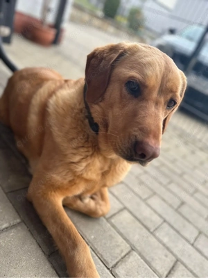    Kira sucht ein neues, liebevolles Zuhause   