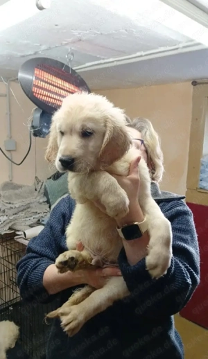 golden retriever Welpen