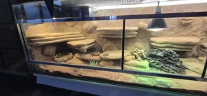 Terrarium 240x67x50 mit Perleidechse
