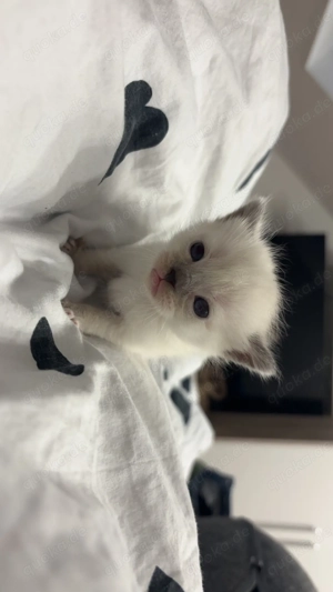 BKH Kitten suchen ein Zuhause  Bild 3