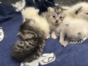 BKH Kitten suchen ein Zuhause 