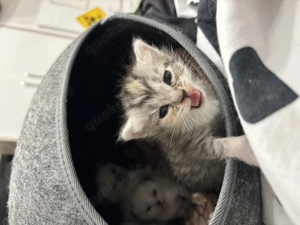 BKH Kitten suchen ein Zuhause  Bild 6