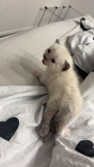 BKH Kitten suchen ein Zuhause  Bild 2