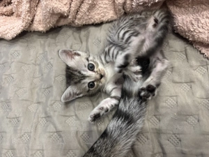 BKH Kitten suchen ein Zuhause  Bild 10