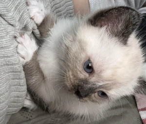 BKH Kitten suchen ein Zuhause  Bild 4