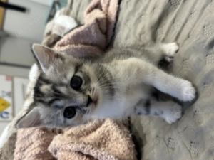 BKH Kitten suchen ein Zuhause  Bild 8