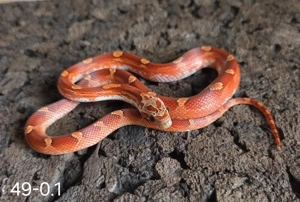 Blood Motley Pied 2025