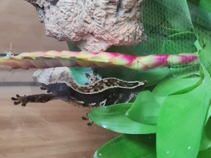 Biete hier verschiedene Kronengeckos (Correlophus ciliatus)