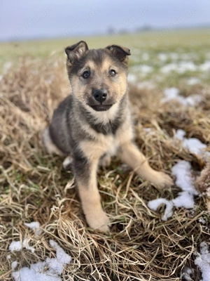 Schäferhundmischlingswelpe Hündin