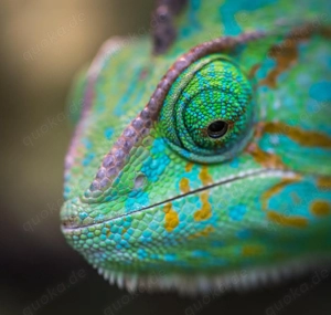    Einladung in die WhatsApp-Community  Terraristikstammtisch Niederbayern 