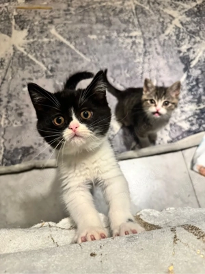 britische Kurzhaar schwarz-weiß Kitte