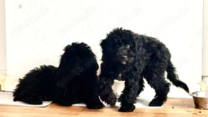 Moon Königspudel Großpudel Pudel