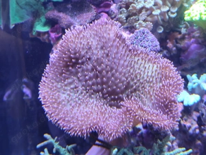 Meerwasser Pilzleder Koralle ca. 15 - 20 cm  Durchmesser 