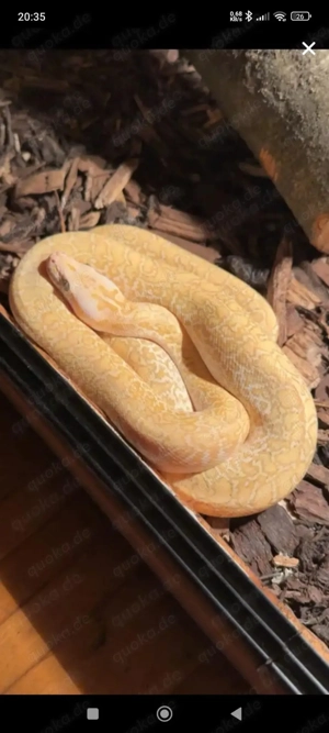 Hypo Granit Tigerpython 1.0 