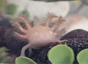 Axolotle Babys 