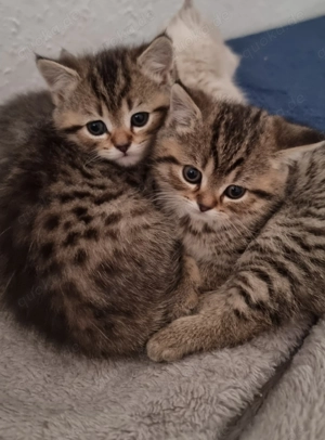 BKH-Mix Kitten (Mutter Reinrassige BKH)