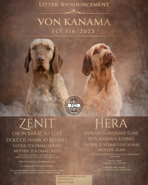 Magyar Vizsla Drahthaar - Wurfankündigung