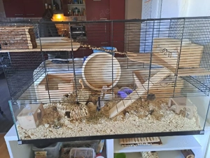 goldhamster jungtier 10 wochen alt
