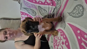 Deutsche Boxerwelpen mit FCI-Papieren