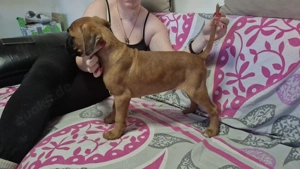 Deutscher Boxer Rüde