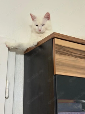 Junger schneeweißer Kater