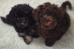 Pudel Toypudel bis Zwergpudel Welpen Junghund schwarz - schokobraun - black and Tan