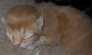 Kitten zuverkaufen, abgabe ab der 12ten woche.