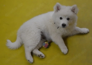 Spitz Welpen, Großspitz, Deutscher Spitz Bild 2