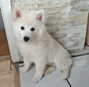 Spitz Welpen, Großspitz, Deutscher Spitz Bild 3