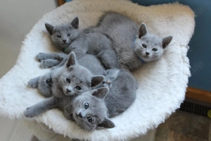 Reinrassige Russisch Blau-Kätzchen abzugeben, beide Elterntiere vor Ort