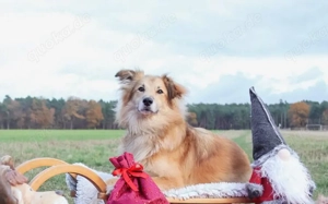 Schenkst du Toppi ein Zuhause? Bild 5