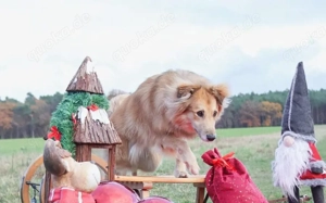 Schenkst du Toppi ein Zuhause? Bild 4