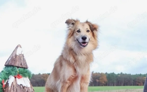 Schenkst du Toppi ein Zuhause?