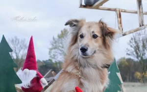 Schenkst du Toppi ein Zuhause? Bild 3