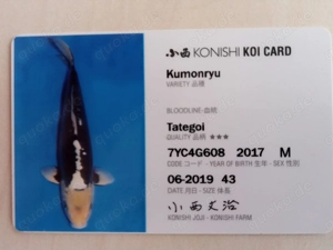 Koikarpfen, Goldfische in Baden-Baden Gestohlen  Bild 4