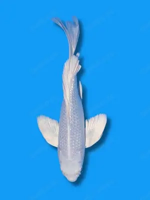 Koikarpfen, Goldfische in Baden-Baden Gestohlen  Bild 7