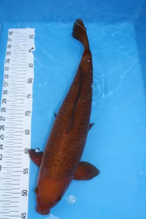 Koikarpfen, Goldfische in Baden-Baden Gestohlen  Bild 6