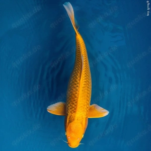 Koikarpfen, Goldfische in Baden-Baden Gestohlen  Bild 8