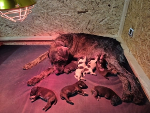 Deutsch Drahthaar Welpen