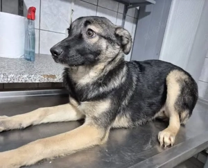 Junghündin 890520 sucht ihre Menschen Bild 4