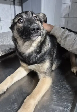 Junghündin 890520 sucht ihre Menschen Bild 3