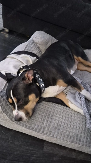 American bully  Bild 6