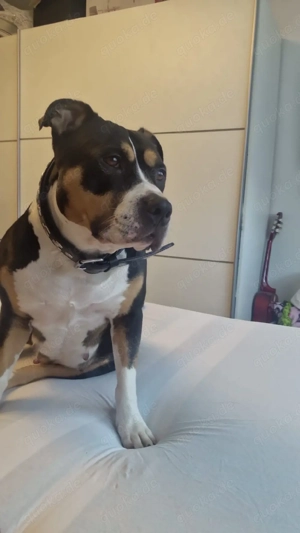 American bully  Bild 3