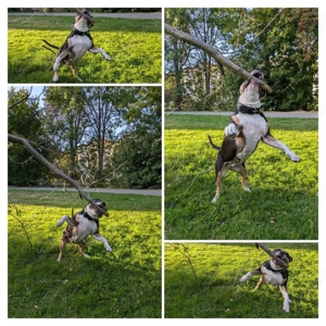 American bully  Bild 2