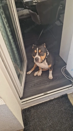 American bully  Bild 4