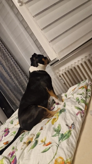 American bully  Bild 5