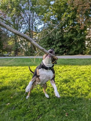 American bully  Bild 7