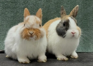 Kleinbleibende junge Farbenzwerg Zwergkaninchen Kaninchen Mini Hase Zwerg Baby Minizwerge Emsdetten